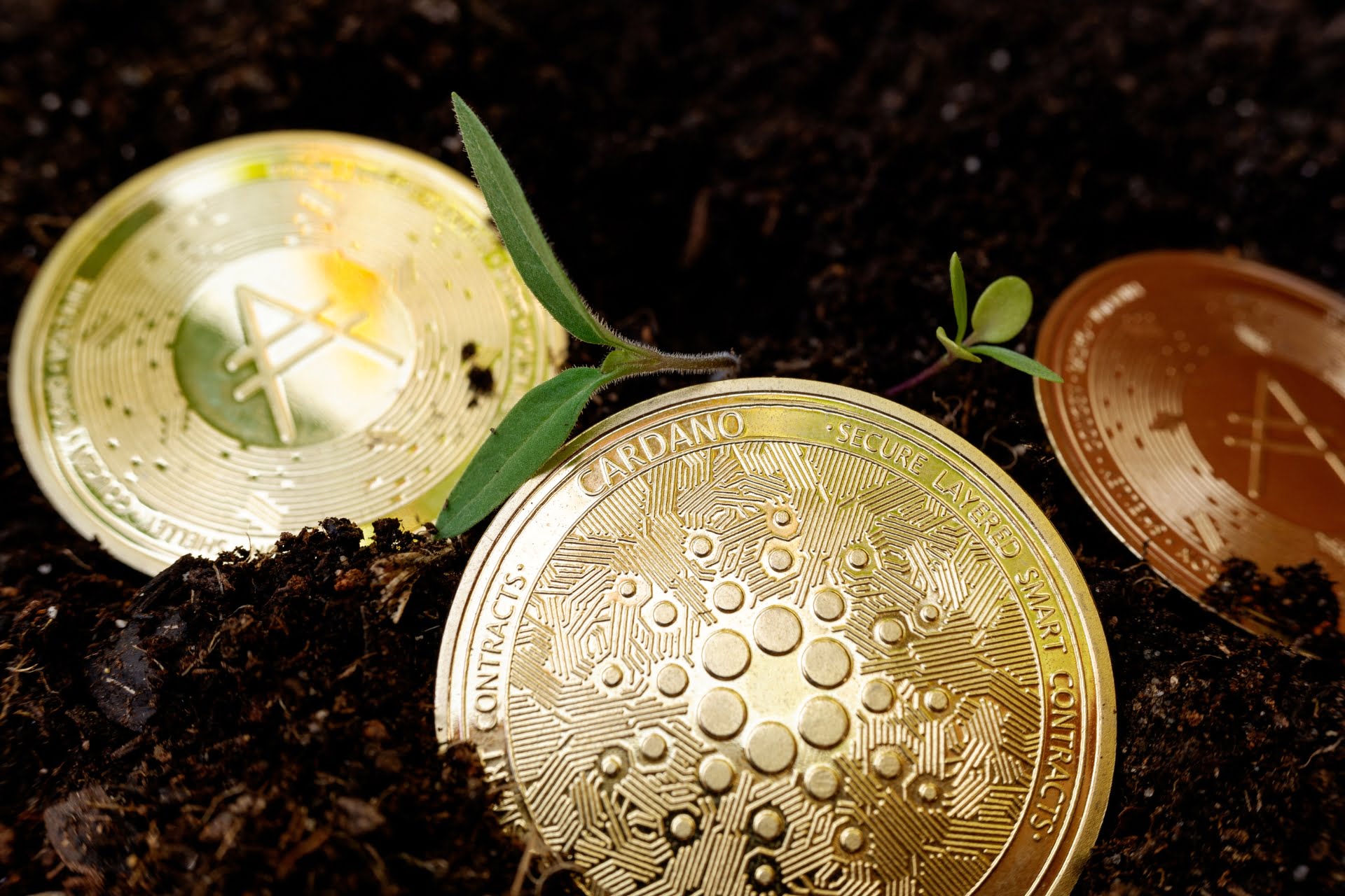 Ada Cardano crypto